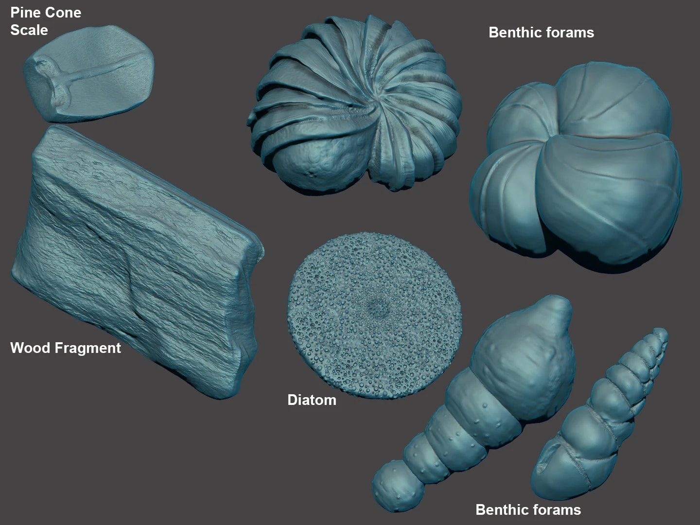 Forams and Foram Dish